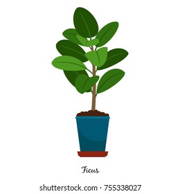 Ficus Plant In Pot Isolated On The White Background, Vector Illustration