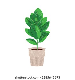 Planta ficus en maceta sobre blanco, ilustración vectorial
