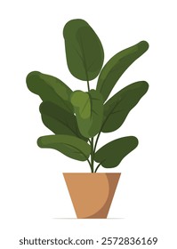 Ficus plant in a pot on a white background. Indoor, office and house plant. Interior decoration element. Vector illustration. Not AI generated