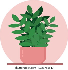 ficus in a pot in a flat style vector graphic. house plant