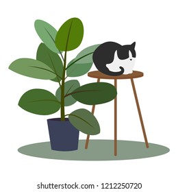 Ficus tree and cat sittind on stool. Vector illustration.