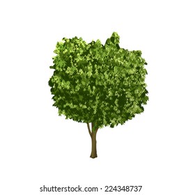 ficus tree with green leaves on a white background