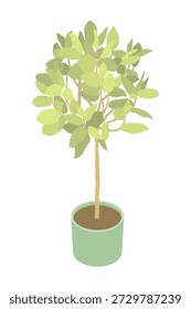 Ficus-Baum, Zimmerpflanze - handgezeichnete isometrische Vektorgrafik.