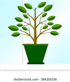 Ficus tree in the pot on the windowsill 