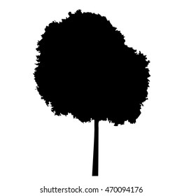 Ficus tree silhouette on a white background. Vector Illustration.