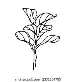 The Fiddle Leaf Fig. Doodle illustration of a house plant. Line art. Design element