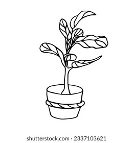 The Fiddle Leaf Fig. Doodle illustration of a potted houseplant . Line art. Design element