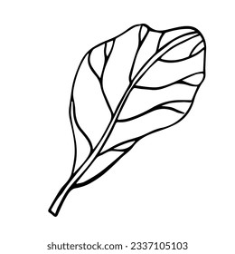 The Fiddle Leaf Fig. Doodle illustration of leaf of indoor plant. Line art. Design element