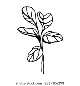 The Fiddle Leaf Fig. Doodle illustration of indoor plant. Line art. Design element. Botanical illustration