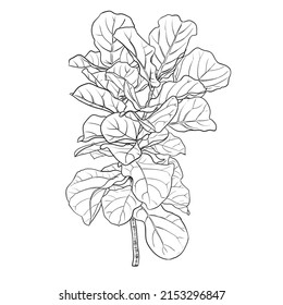 Fiddle leaf fig drawing, isolated on white background ,vector Illustration.