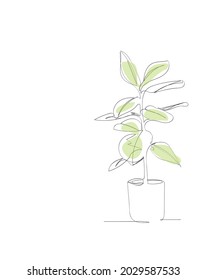 Fiddle Leaf Fig or Ficus Lyrata. Hand draw line art isolated on white background with copy space