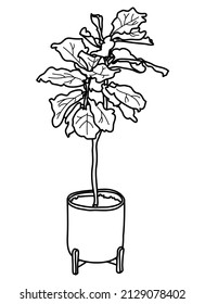 Fiddle leaf fig, Ficus lyrata in a pot. House tree doodle vector illustration. Line art. 