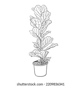 Fiddle Leaf Fig or Ficus Lyrata in pot , Hand draw line art isolated on white background with copy space for decorative wall prints.