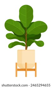 Fiddle leaf fig (Ficus lyrata) in a pot with wood stand. Flat illustration isolated on white background. Home decor and indoor garden concept. Great for use in interior design and gardening guides