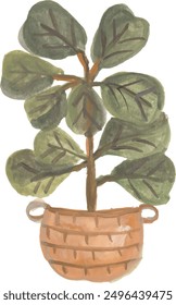 Fiddle leaf fig house plant illustration watercolor clipart design