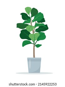 Fiddle leaf fig houseplant in flower pot. Decorative indoor house plant isolated on white background. Flat or cartoon vector illustration for cozy home or office interior.