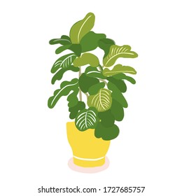fiddle leaf fig. houseplant vector illustration. 