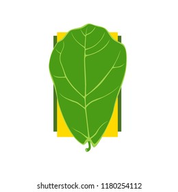 Fiddle leaf fig illustrated leaf framed on white background. Each element is on a separate layer for easy editing.