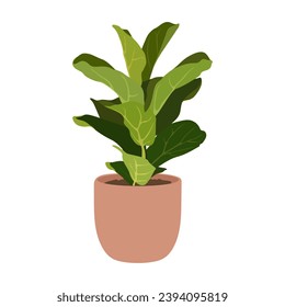 Fiddle leaf fig plant in pot on white background, cute exotic floliage. Hand Drawn doodle style, vector illustration	