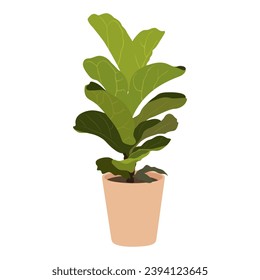 Fiddle leaf fig plant in pot on white background, cute exotic floliage. Hand Drawn doodle style, vector illustration	