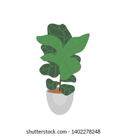 Fiddle leaf fig. Pot plant. Houseplant isolated on white background. Vector illustration in hand-drawn flat