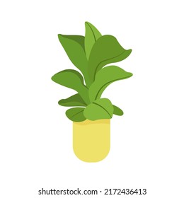 Fiddle leaf fig. Pot plant. Houseplant isolated on white background. Vector illustration in hand-drawn flat