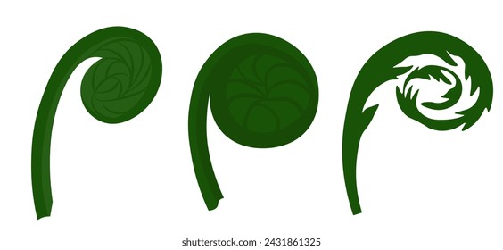 fiddlehead. Young fern pods. Vector stock illustration. Food. Plant. Escapes. Isolated on a white background.