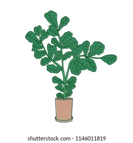Fiddle-leaf fig or Ficus lyrata growing in pot. Decorative houseplant with green leaves in planter. Beautiful potted plant isolated on white background. Home garden. Colorful vector illustration