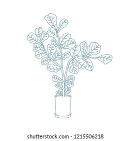 Fiddle-leaf fig or Ficus lyrata growing in pot. Decorative houseplant hand drawn with contour lines on white background. Gorgeous exotic potted plant in home garden. Monochrome vector illustration.