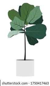 Fiddle-leaf fig or Ficus lyrata growing in pot. Decorative houseplant with green leaves in planter. Beautiful potted plant isolated on white background. Home garden. Colorful vector illustration