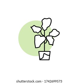 Fiddle-leaf fig, plant icon. Simple line, outline vector elements of flora with green circle for ui and ux, website or mobile application