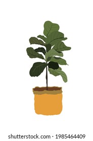 Fiddle-leaf Fig plant leaves fit for interior decoration. Tropical jungle, botanical nature. Spring and summer time. Homeplant. Vector illustration.