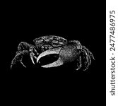 fiddler crab hand drawing vector isolated on black background.