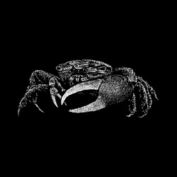 fiddler crab hand drawing vector isolated on black background.