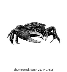 Fiddler Crab hand drawing vector illustration isolated on white background