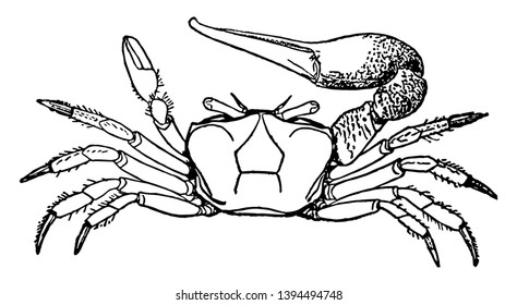 Fiddler crab has one large claw and one small one vintage line drawing or engraving illustration.