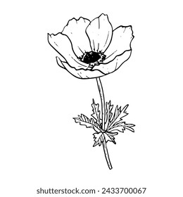 Field anemone poppy flower with stem and leaves vector illustration for spring floral design