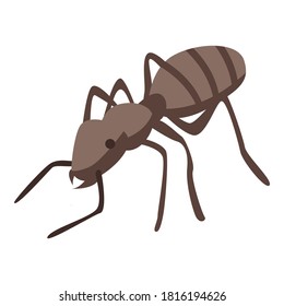 Icono de hormiga de campo. Isométrico del icono del vector de hormigas de campo para el diseño web aislado en fondo blanco