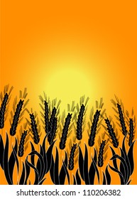 Field with barley at sunset