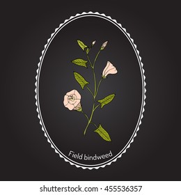 Field Bindweed (Convolvulus arvensis). Hand drawn botanical vector illustration