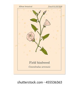 Field Bindweed (Convolvulus arvensis). Hand drawn botanical vector illustration