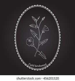 Field Bindweed (Convolvulus arvensis). Hand drawn botanical vector illustration