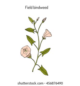 Field Bindweed (Convolvulus arvensis). Hand drawn botanical vector illustration