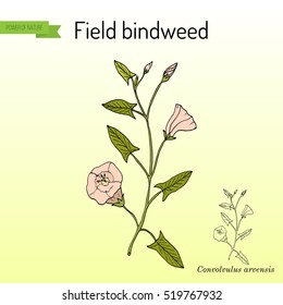 Field Bindweed (Convolvulus arvensis). Hand drawn botanical vector illustration
