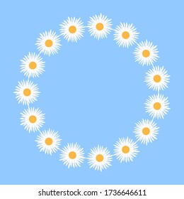 Field camomile - round frame, isolated, light background - vector. Healing herbs.