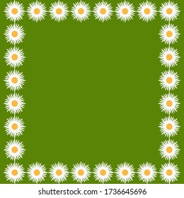 Field camomile - square frame, isolated, green background - vector. Healing herbs.