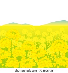 field of canola flower illustrations