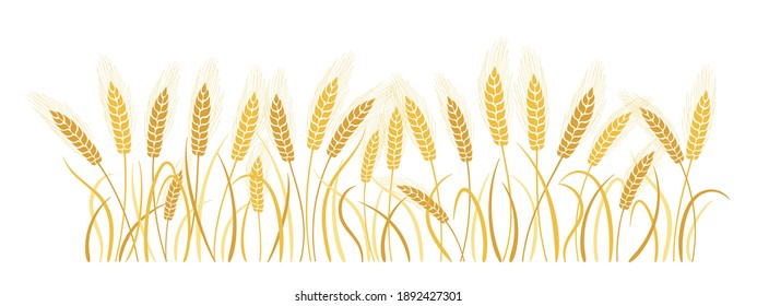 Field cartoon wheat spikelets. Gold ears ripe, agricultural symbol flour production. Design background organic farm elements, organic vegetarian bread packaging beer label vector