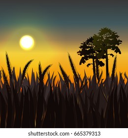 A field of cereals and two pines under the rays of the setting sun. Vector landscape can be used in newsletter, brochures, postcards, banner.