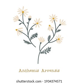 Chamomile de campo. Flor de pradera salvaje aislada en fondo blanco. Ilustración decorativa botánica plana vectorial.